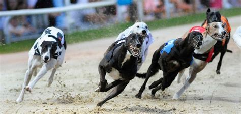 my racing greyhounds|Greyhound Ownership .